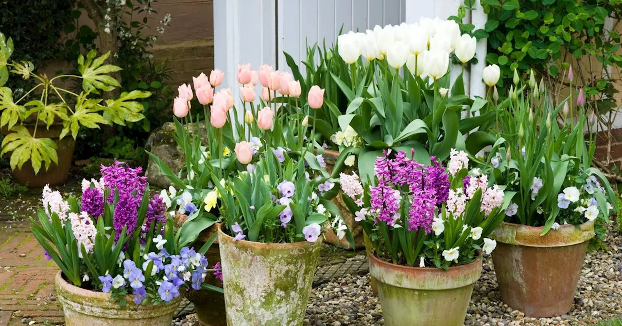 Gardening expert shares simple bulb planting hack for explosion of colour