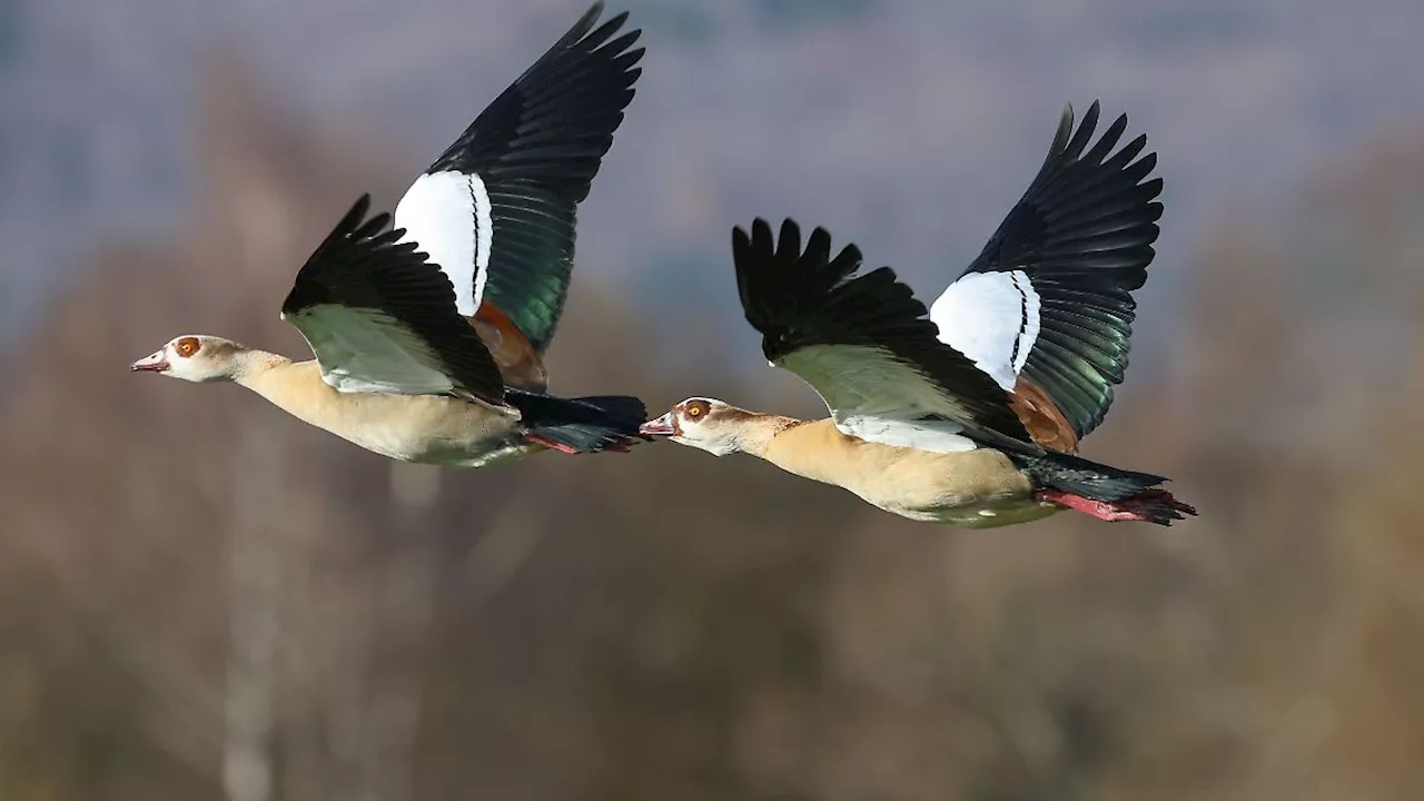 Hessen: Mehr Nilgänse bei Jagd in Hessen getötet