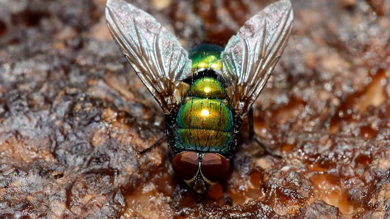 Schmeißfliege Chrysomya albiceps könnte Verbrechensaufklärung erschweren