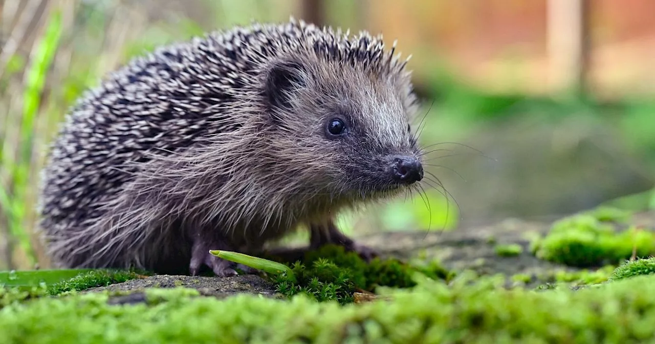 Mähroboter im Garten: Ein Risiko für Igel