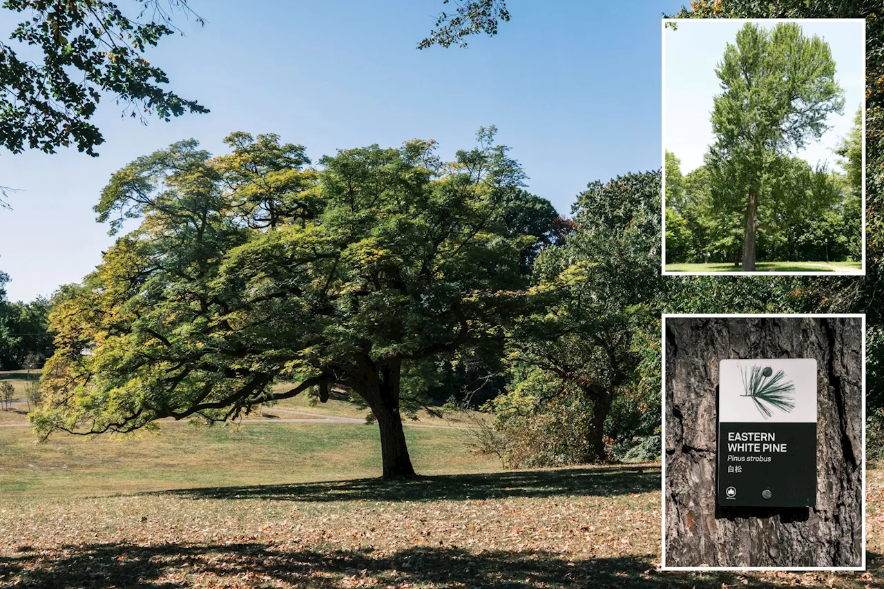 From mobsters to mulch: Inside Queens' only certified public 'tree museum' and its gangster past