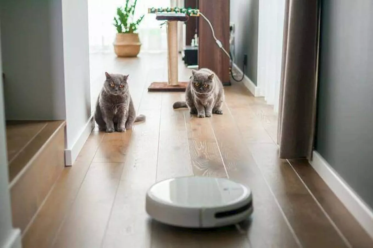 Piratés, leurs robots aspirateurs se mettent à les insulter et terroriser leurs animaux de compagnie