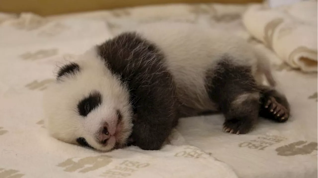 Zoo-Besucher können erstmals jüngsten Panda-Nachwuchs sehen