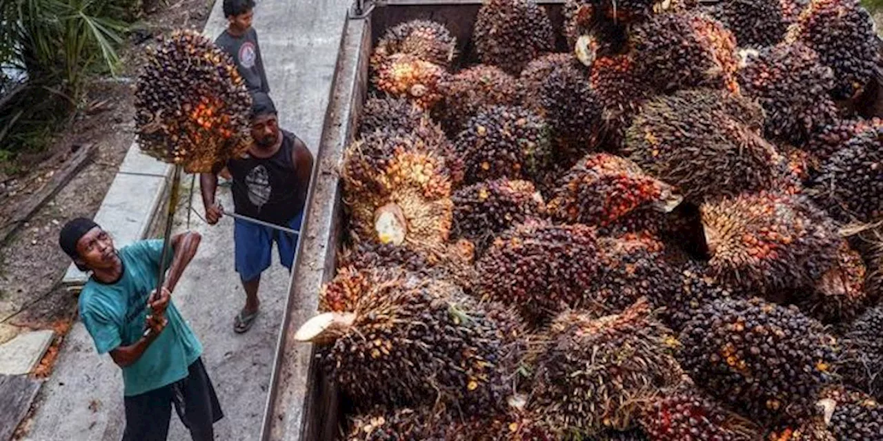 Harga CPO Naik 1 Persen Usai Anjlok Dua Hari Beruntun