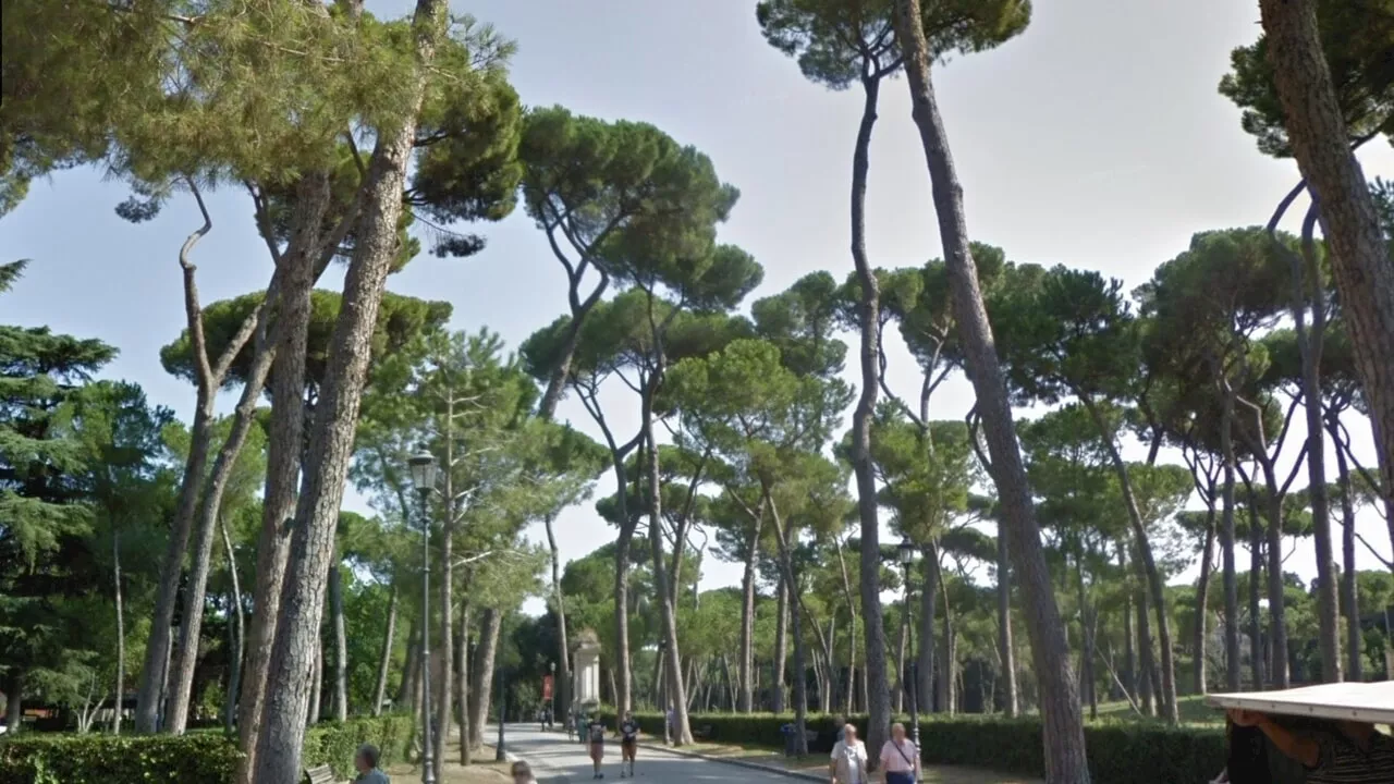 Villa Borghese, le proteste non fermano i tagli: abbattuti altri sei pini