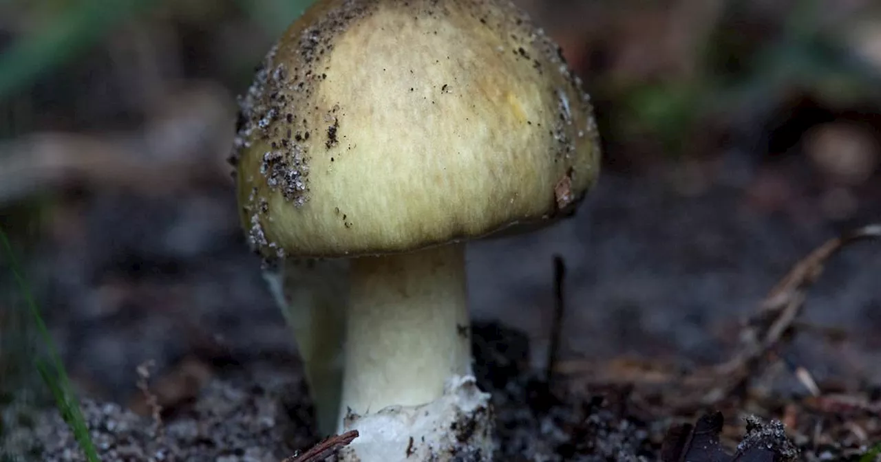 Knollenblätterpilz: Kinder essen Pilz – weiter in Lebensgefahr