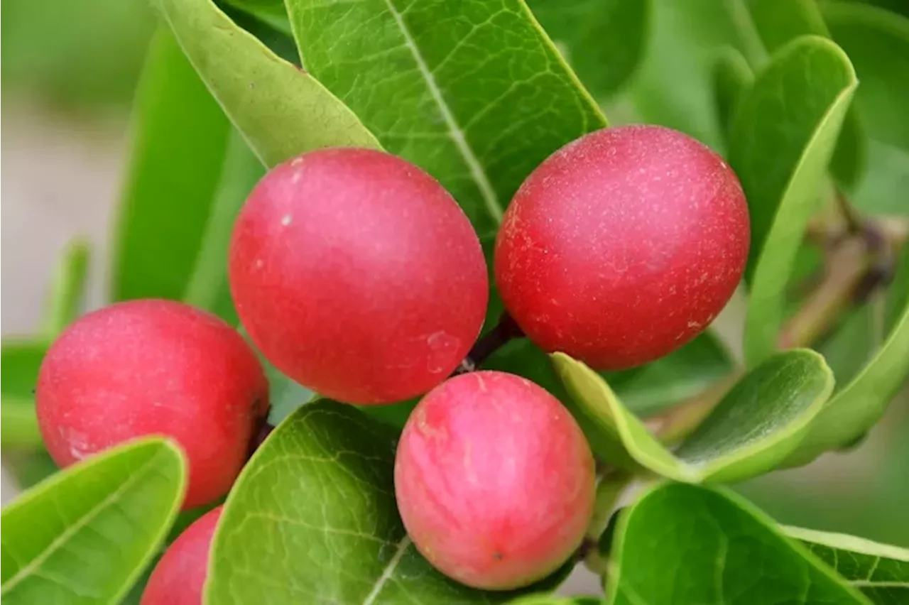 La Baie du Miracle : Un Fruit Qui Change la Perception des Goûts