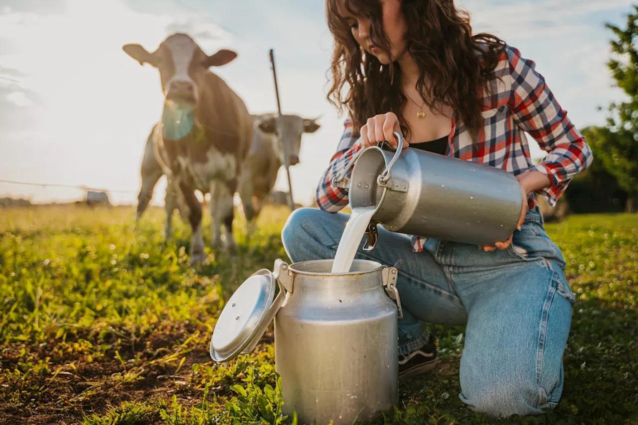 Lait cru : quels dangers ? Faut-il prendre des précautions ?