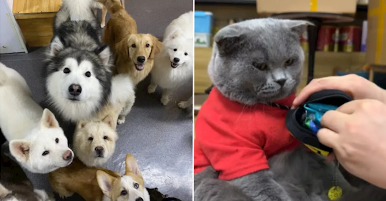 Pet Owners In China Are Sending Their Furbabies To Cafés To 'Work'