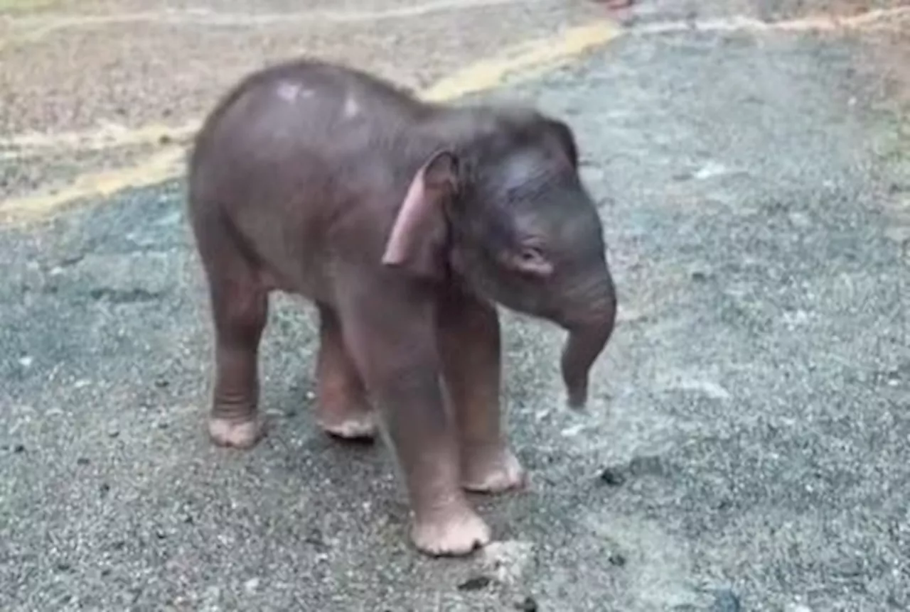 Baby elephant reunited with mother after falling into ravine in Sabah