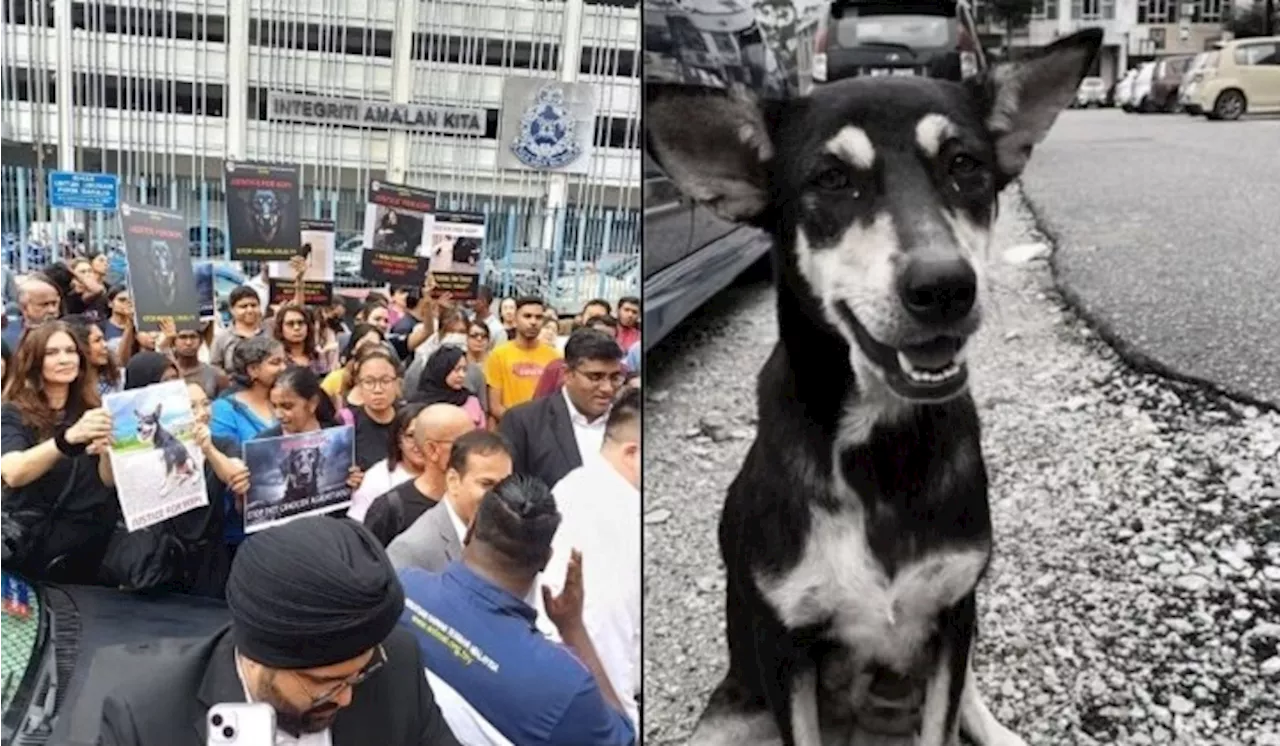 Justice For Kopi: Animal Rights Coalition To File Civil Suit, Friday Rally In Putrajaya