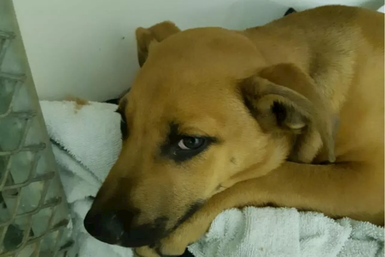 SPCA lays charge against SAPS officer for driving over puppy