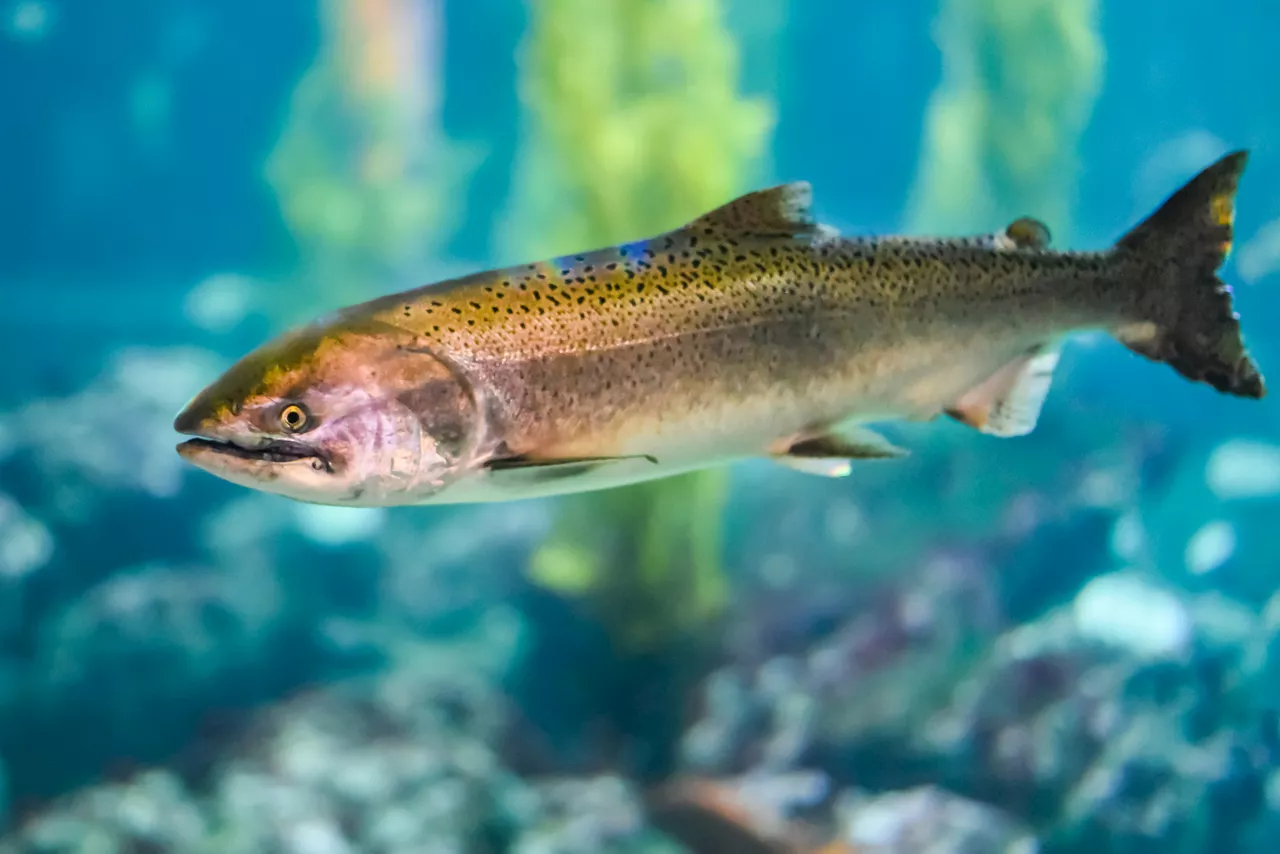 Si vous avez acheté ces filets de truite au supermarché, débarrassez-vous en, vous risqueriez d'attraper la salmonellose