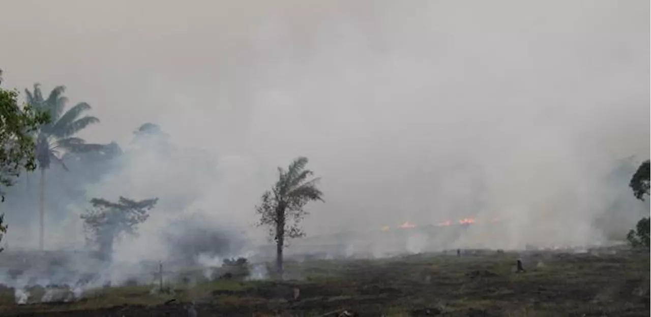 Brasil deve ir sem plano de biodiversidade à COP16 e causa mal-estar