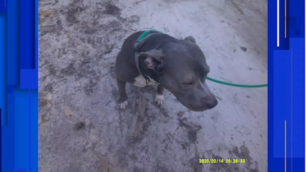 Putnam County toddler seriously injured in dog attack