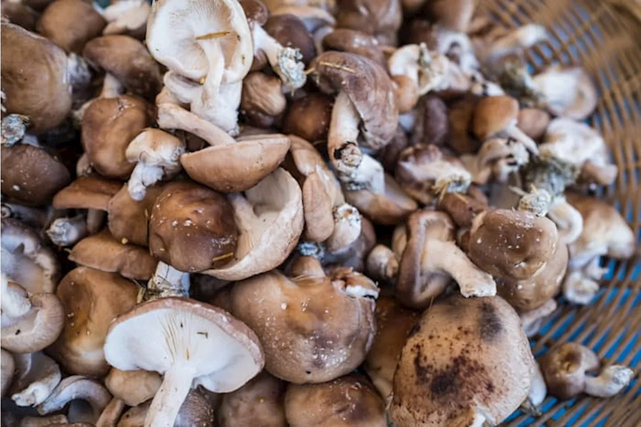 Shroom Boom: Consumer Reports explains why mushrooms are having a moment