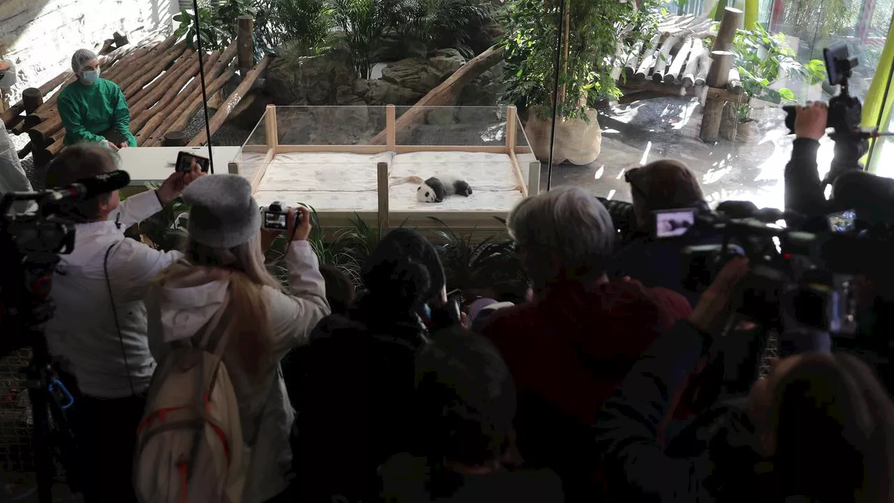 Großer Andrang: Berliner Panda-Babys begeistern Zoo-Besucher