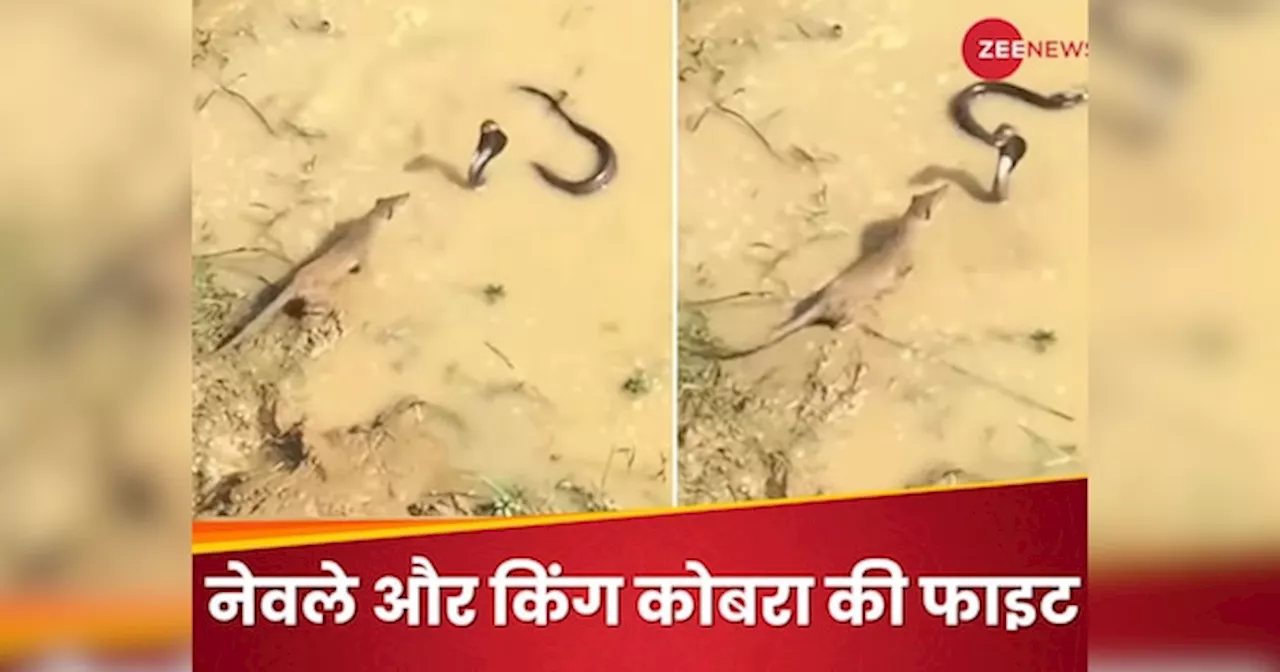 Viral Video: नेवले के सामने भीगी बिल्ली बना King Cobra, मौत की भीख मांगता रहा लेकिन फिर