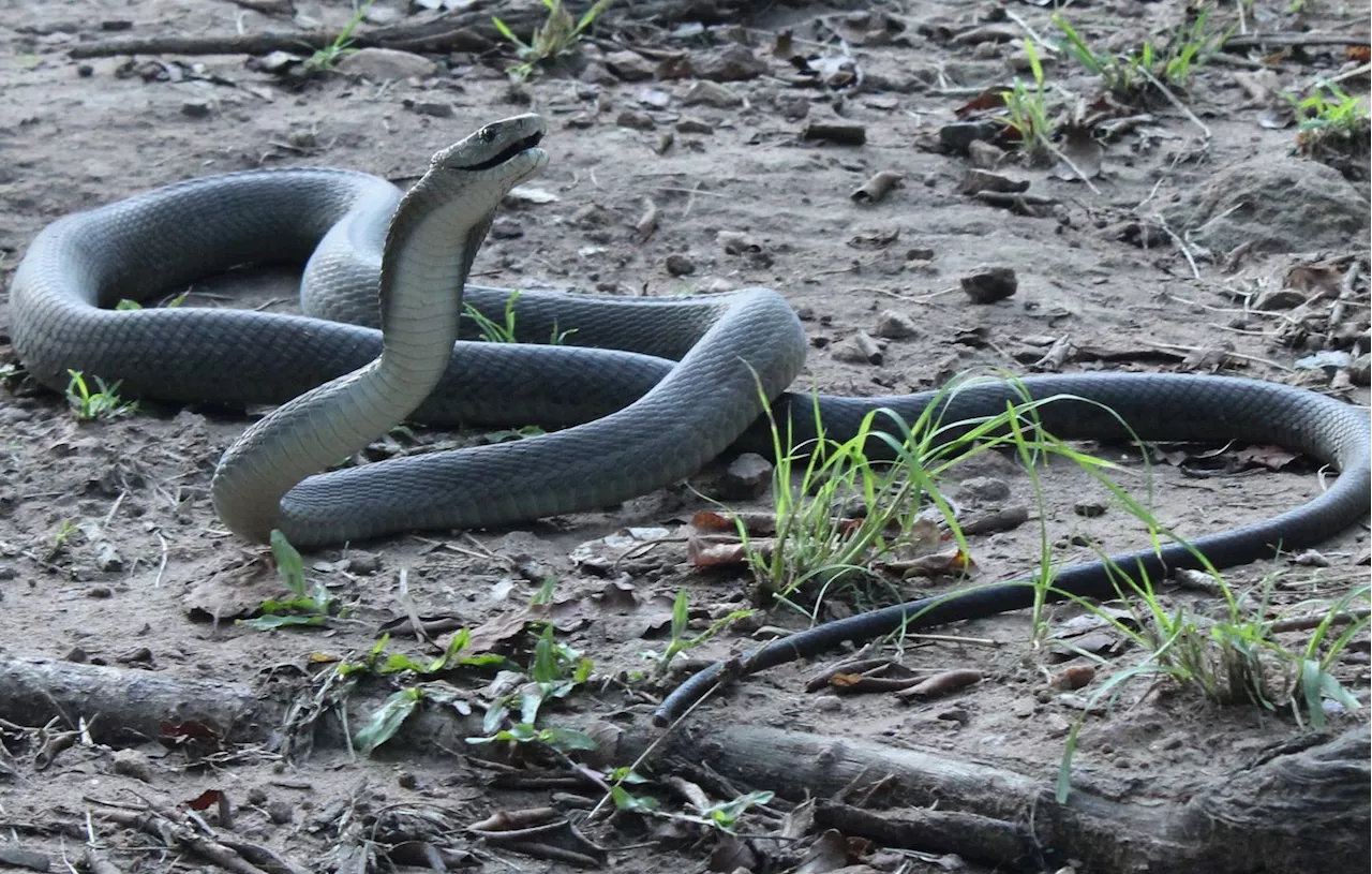 À la découverte du mamba