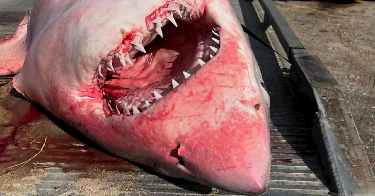 Tow truck hauls away massive shark that washed ashore US beach