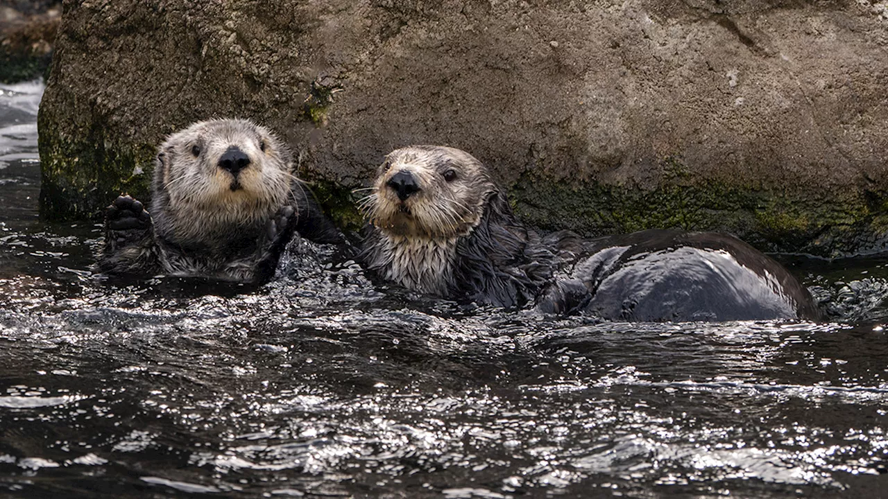 New York Aquarium welcomes rescued southern sea otters from California to new home in NYC