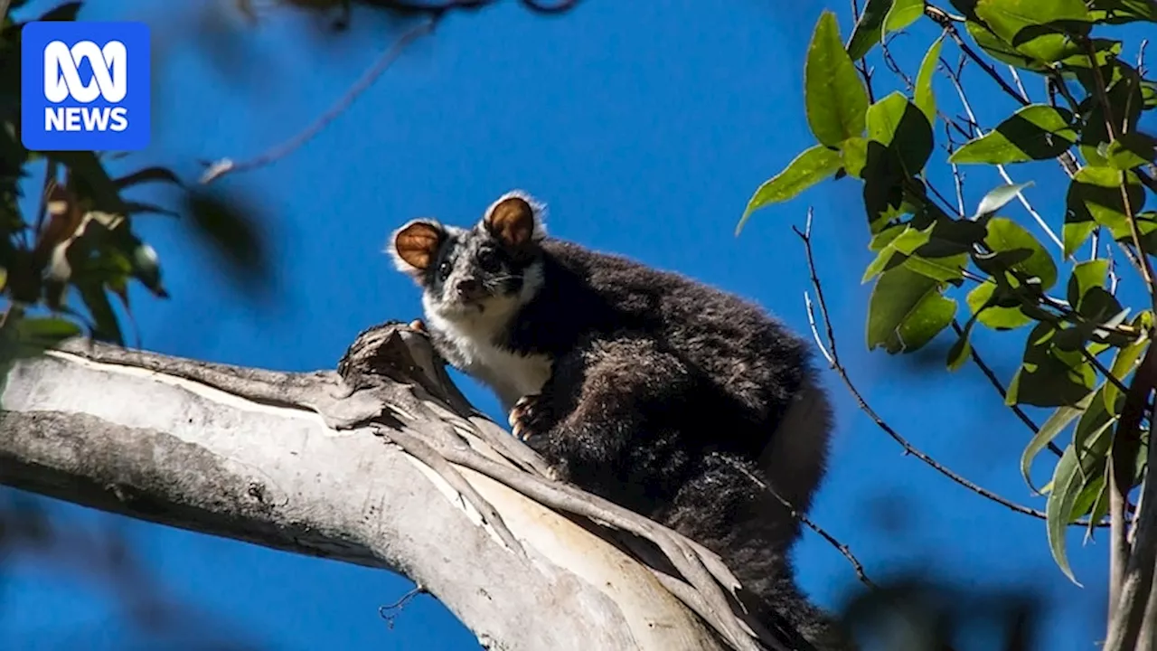 Government-contracted loggers underestimate the number of endangered greater gliders in areas set for logging