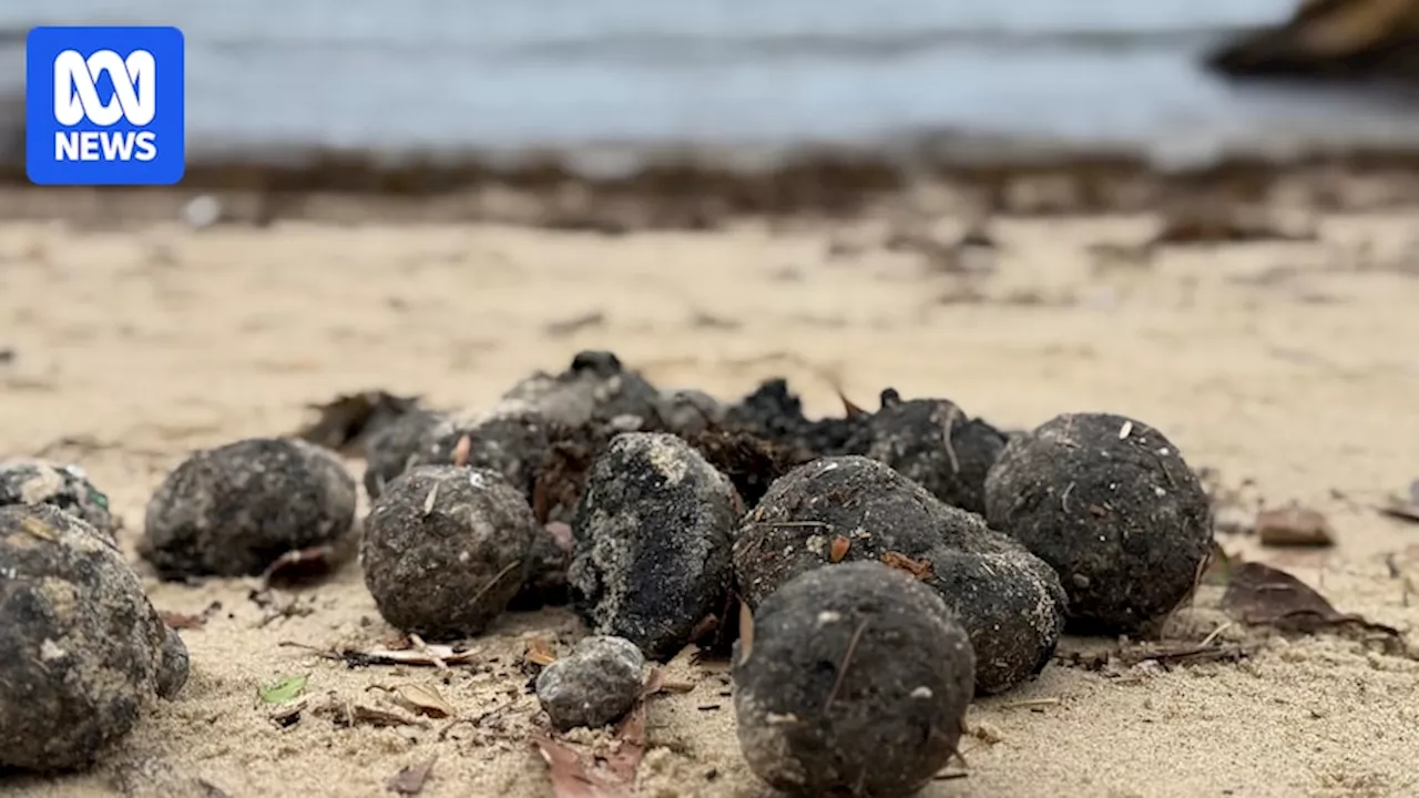 Hundreds of tar balls have surfaced on Sydney beaches. But what are they?