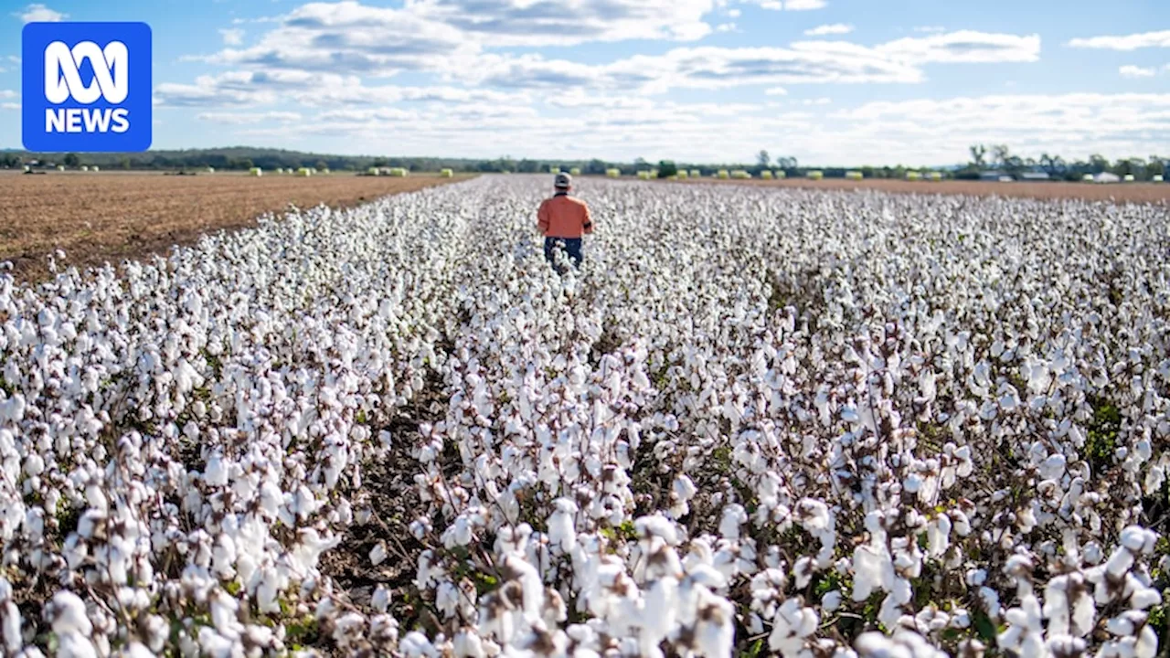 Louis Dreyfus Company acquires Australia's biggest cotton ginning company for $160 million