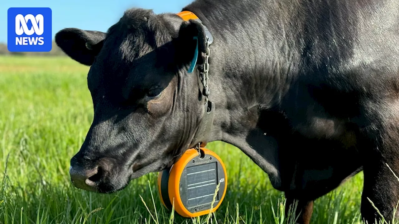 Virtual fencing technology helps WA cattle farmers maximise productivity