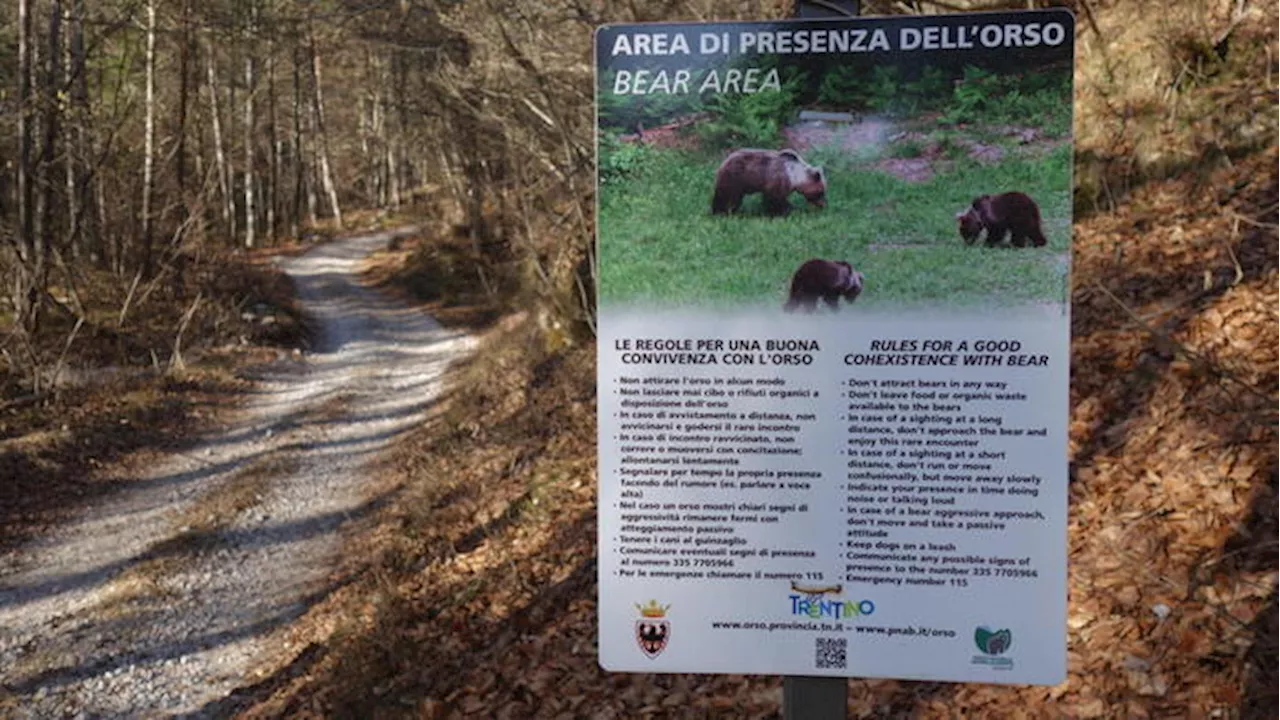 Pichetto, valutiamo sterilizzazione degli orsi in Trentino