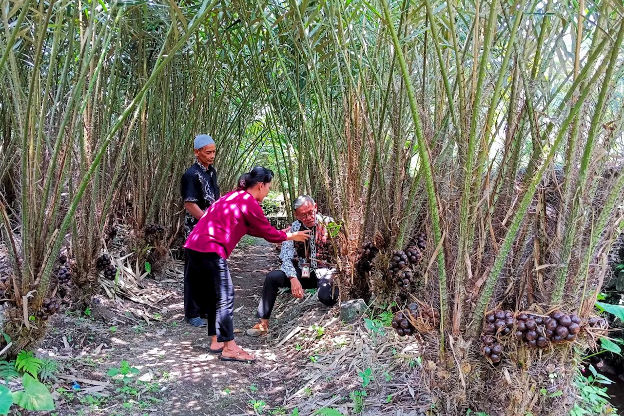 DP3 Sleman kembangkan salak madu sejahterakan petani