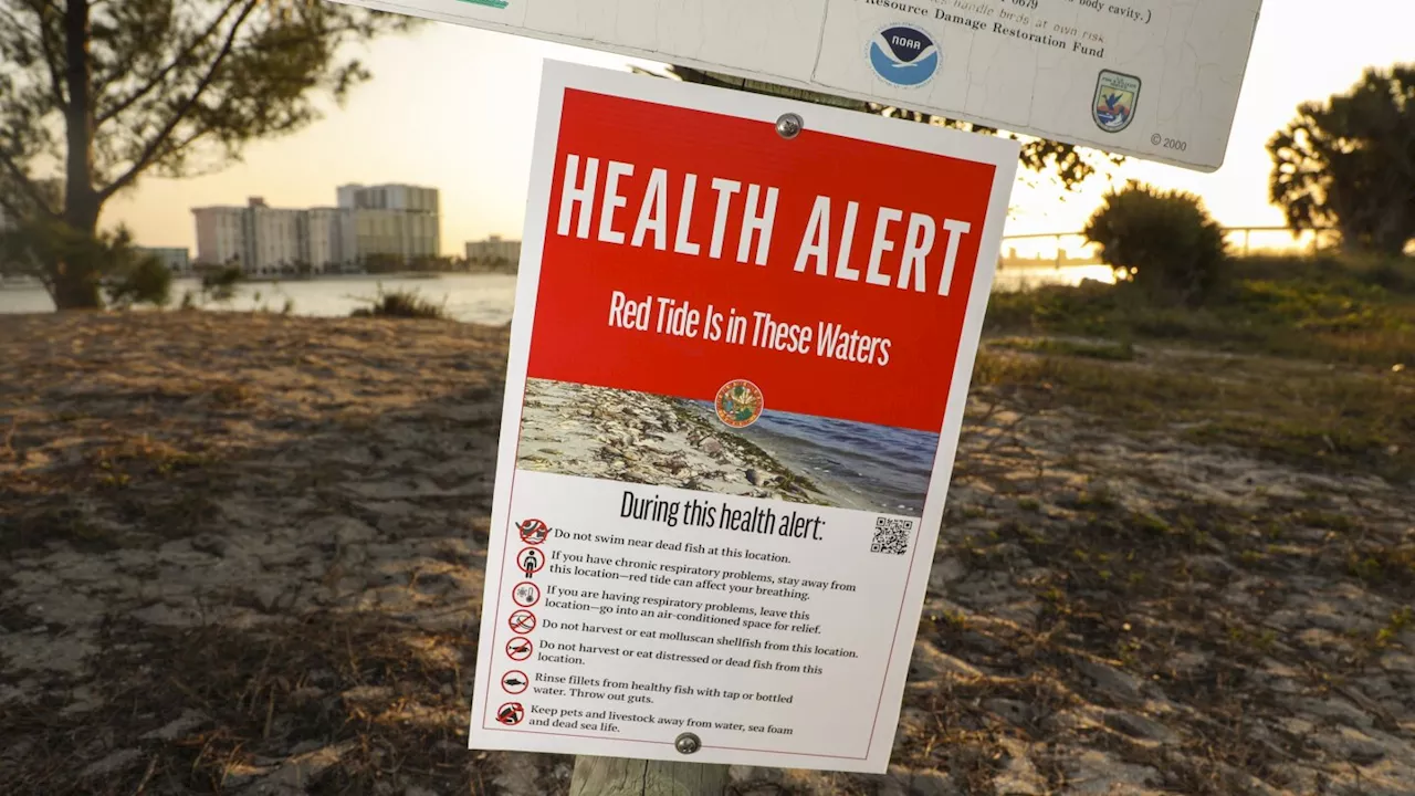 What to know about red tide after Florida's back-to-back hurricanes