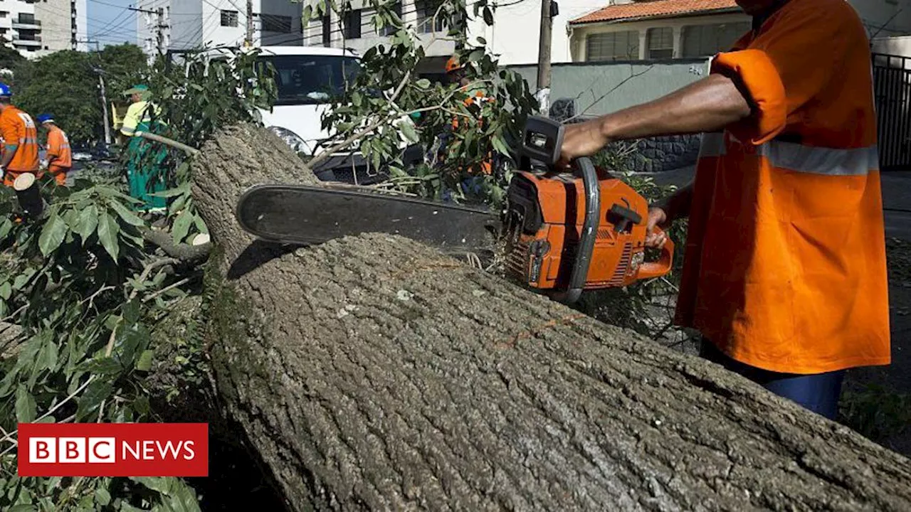 Apagão em São Paulo: árvores não são vilãs, é Prefeitura que faz 'poda mutiladora', diz botânico