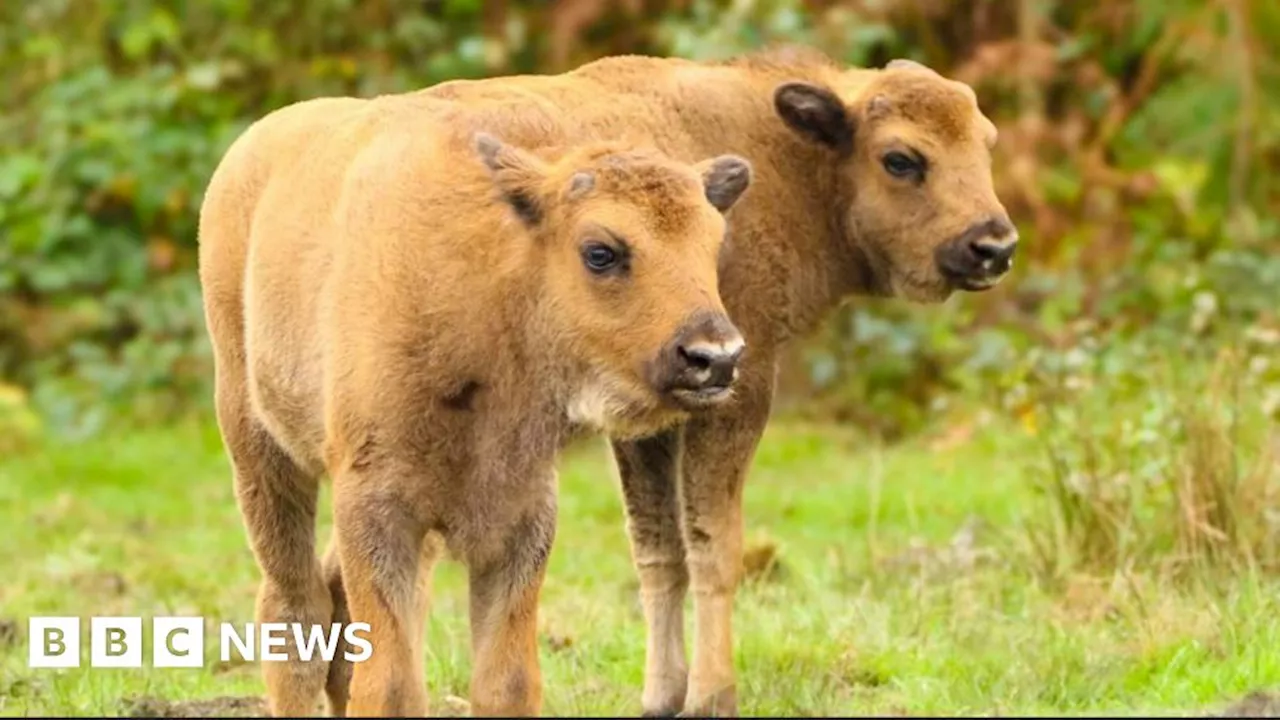 Canterbury: Two bison calves born in wilding project