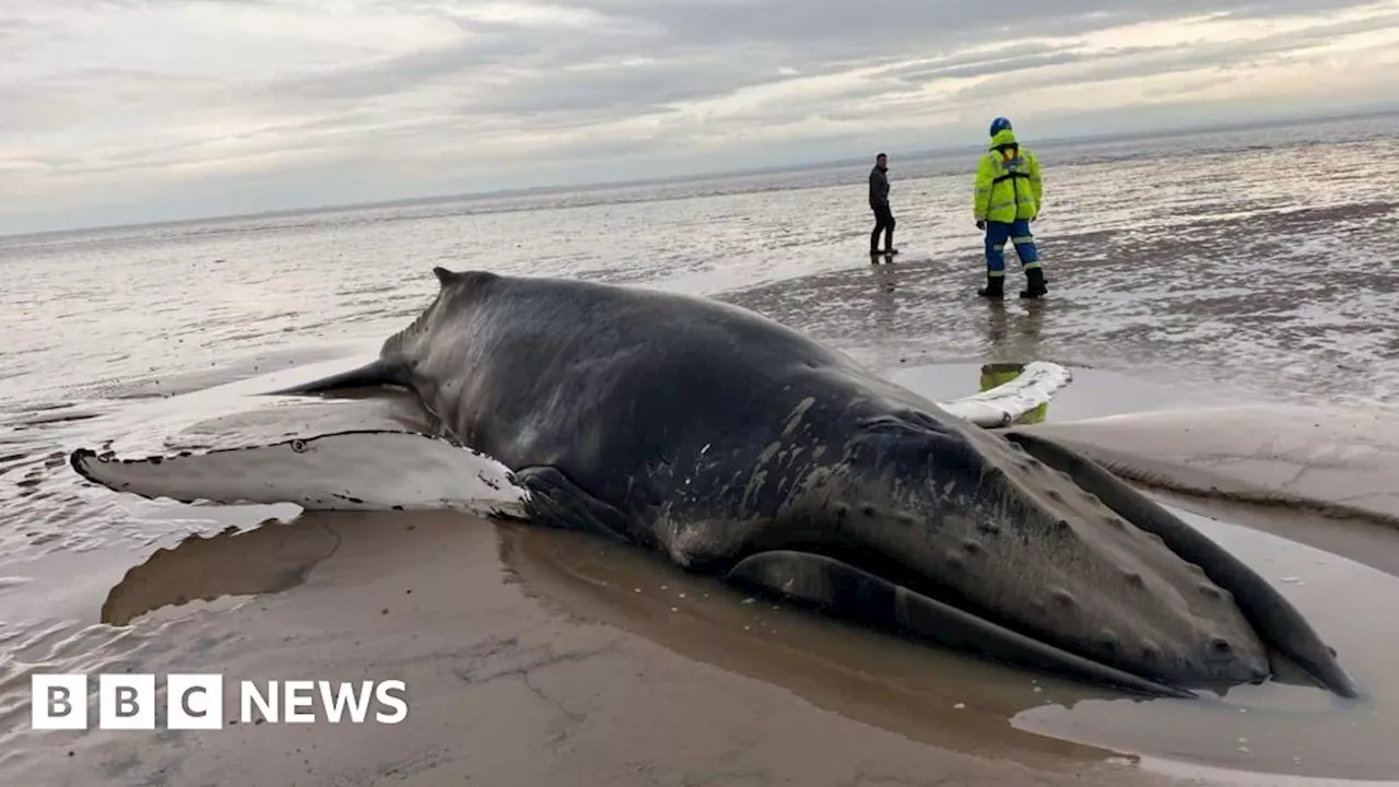 'Hopes high' for stranded Southerness humpback whale after it is refloated