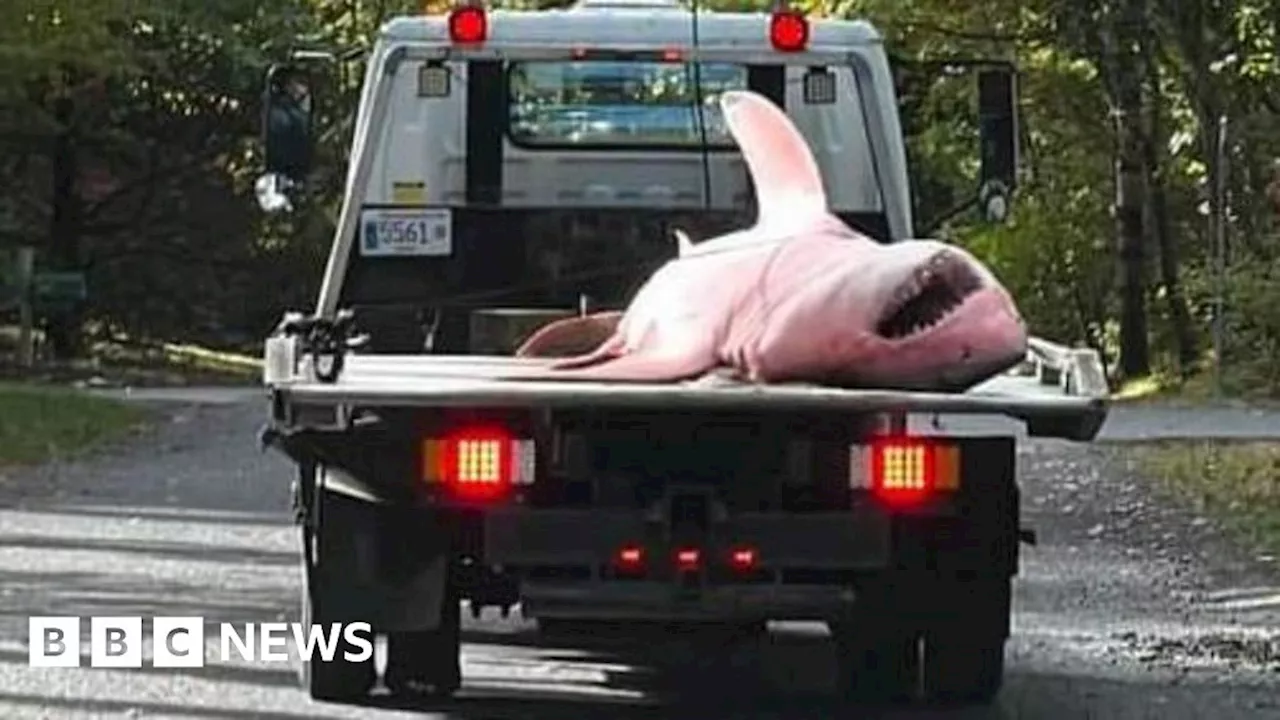 Massive great white shark washes up dead on Cape Cod beach