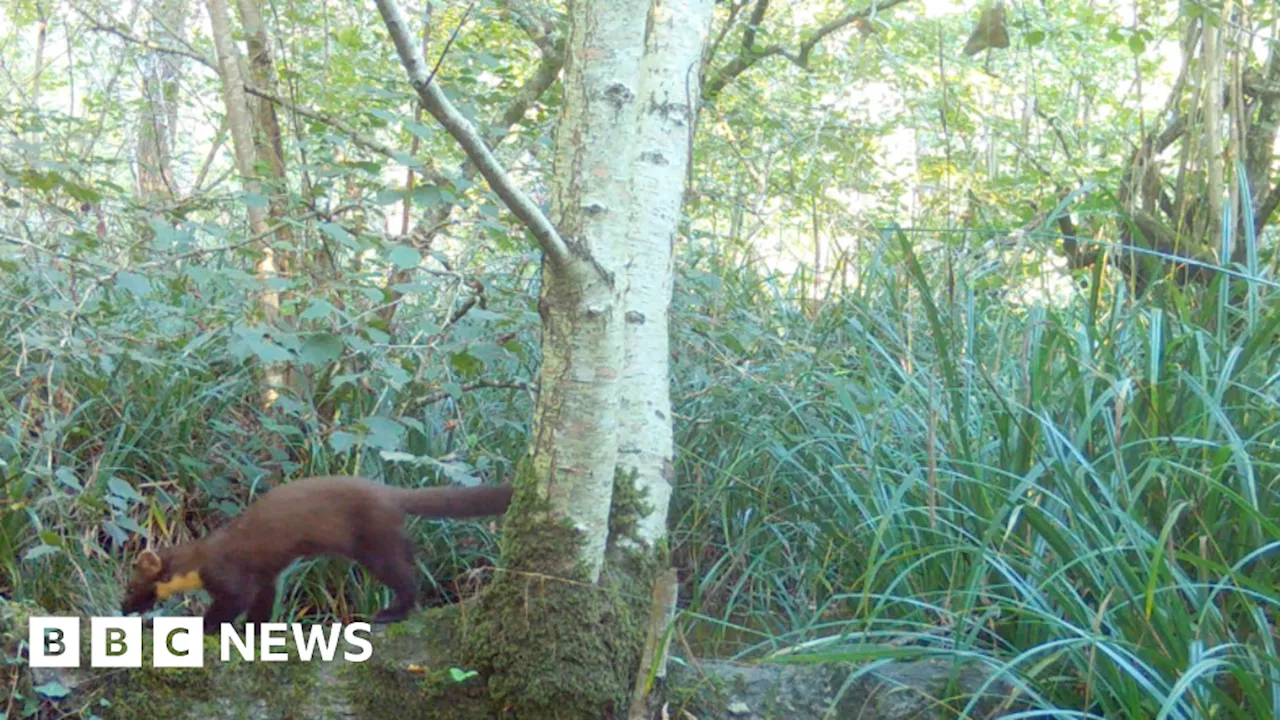 Rare pine marten spotted at Wiltshire safari park