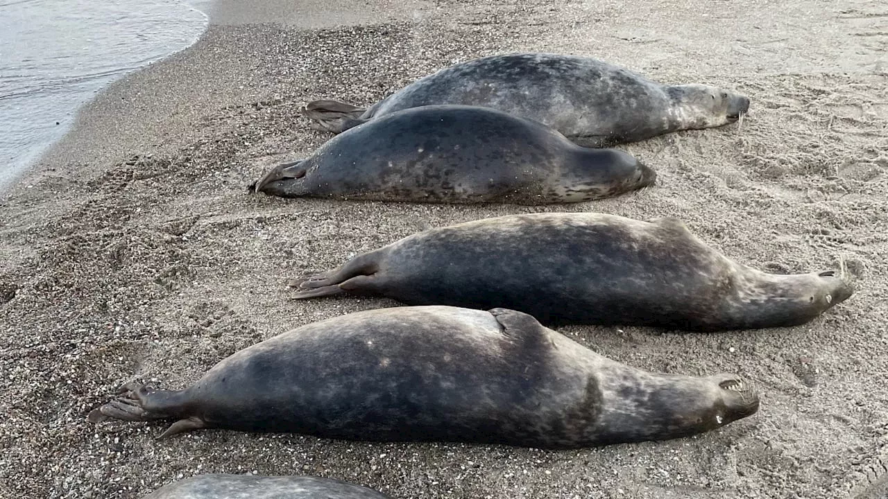 Mysteriöses Tiersterben: 20 tote Robben an Ostsee-Strand angespült