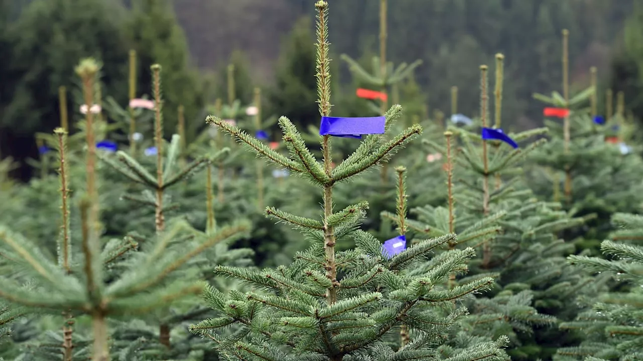 Weihnachtsbäume in diesem Jahr noch teurer