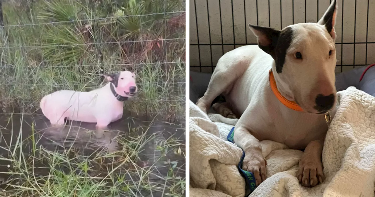 Man Charged With Animal Cruelty After Tying Dog To Fence During Hurricane