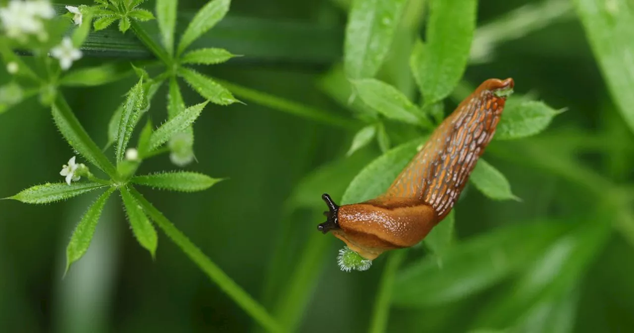 Auch im Herbst und Winter: So einfach schützt du den Garten vor Nacktschnecken