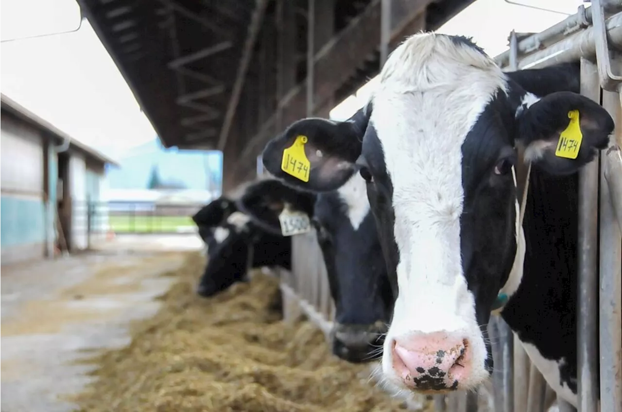 Canada's dairy industry dumping billions of litres of milk, study finds