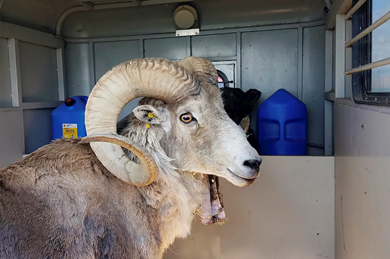 Montana man gets 6 months prison term for cloning giant sheep, breeding it | Amy Beth Hanson