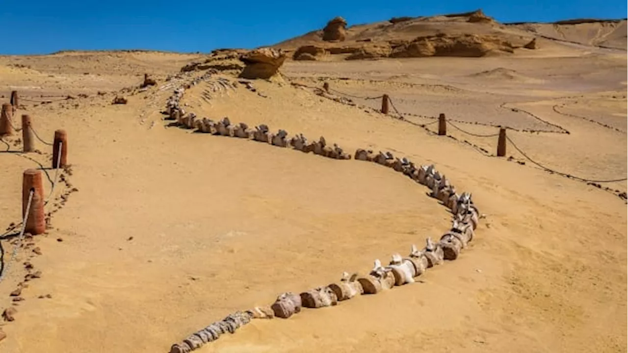 Egypt's Wadi Hitan: the mysterious valley of the whales