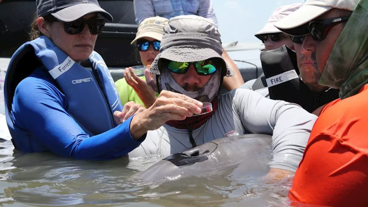 Scientists find first evidence that dolphins are inhaling microplastics, according to a new study