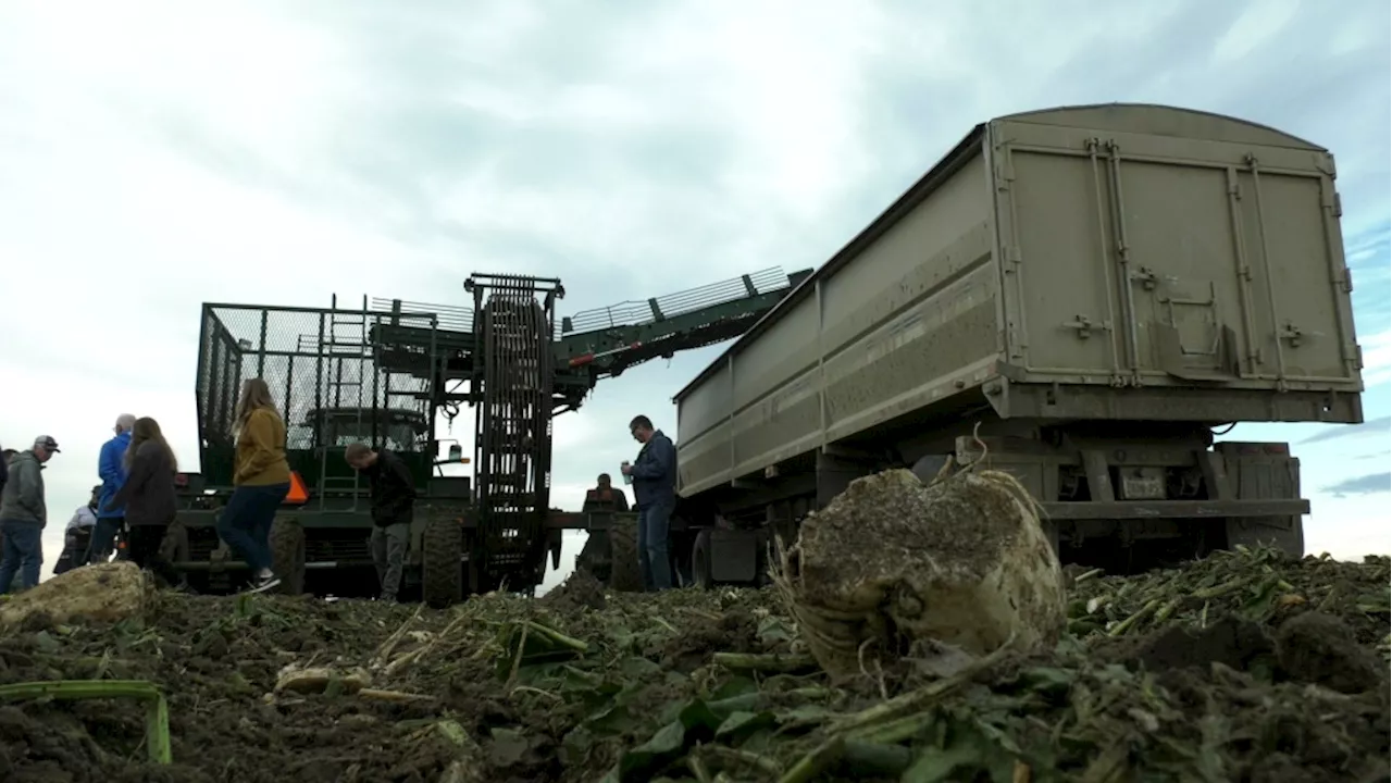 'Very good': Southern Alberta sugar beet growers seeing positive harvest