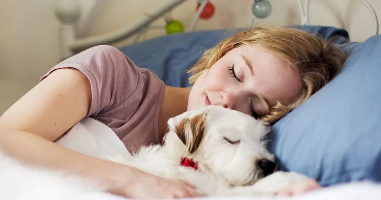 Harvard expert explains what dogs dream about – and how to avoid nightmares