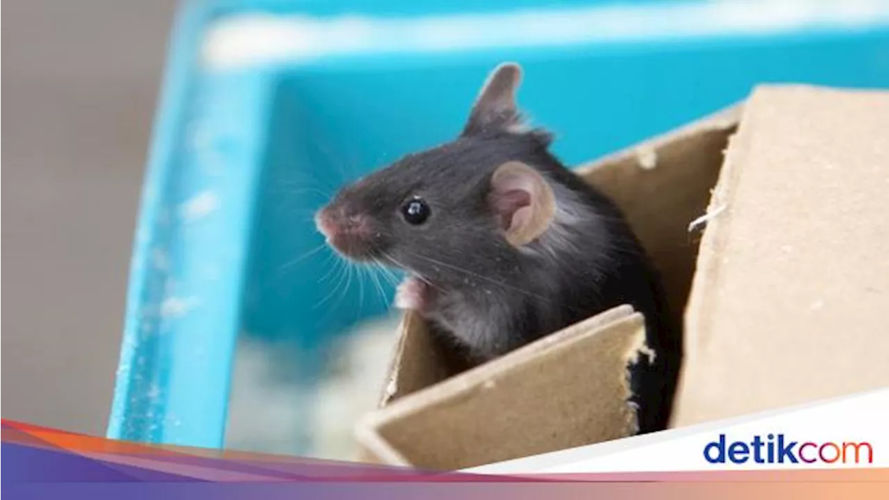 4 Cara Hilangkan Bau Bangkai Tikus di Rumah