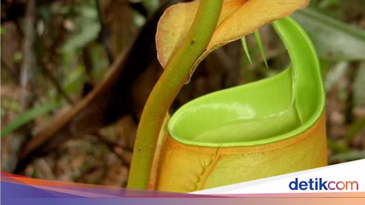 Kantong Semar, Tumbuhan Pemakan Serangga yang Terancam Punah