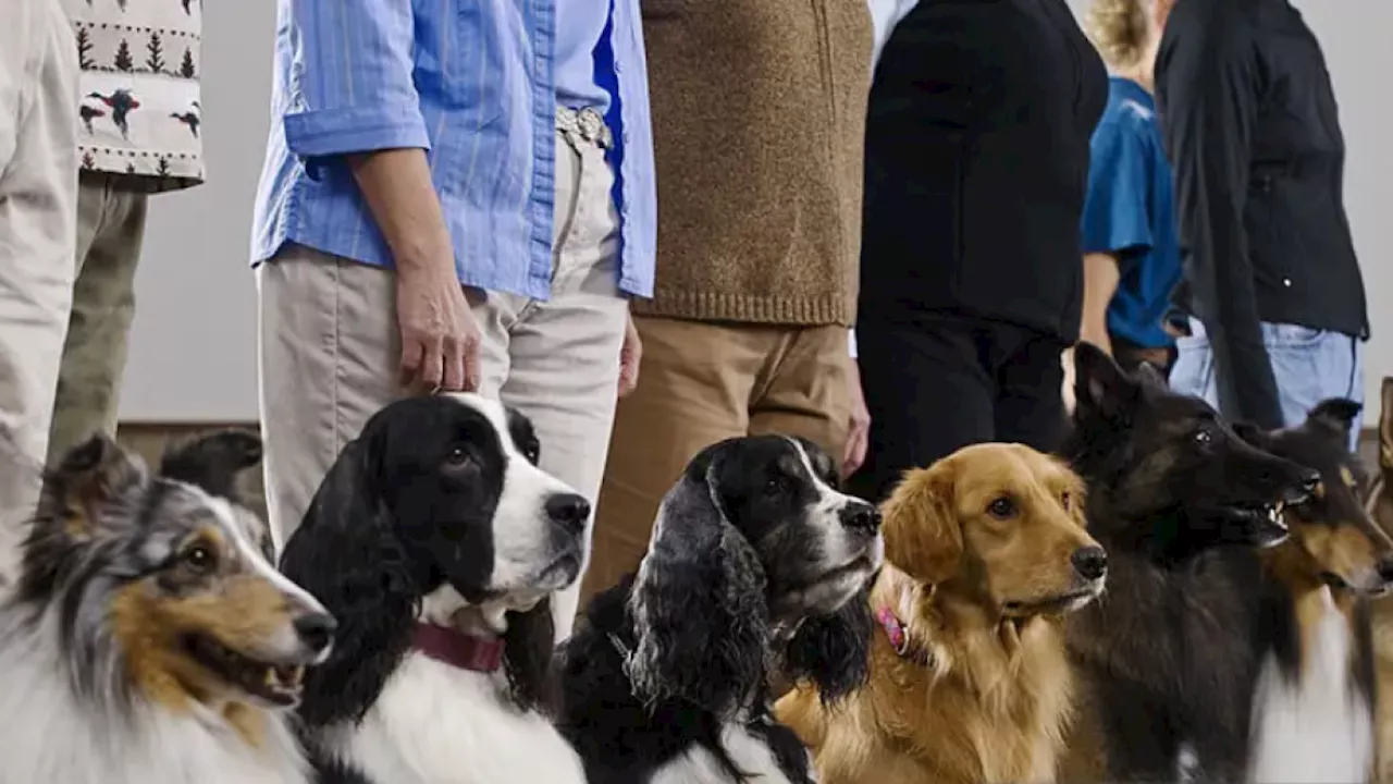 La raza de perro que destronó al border collie como el más inteligente: hay un nuevo estudio